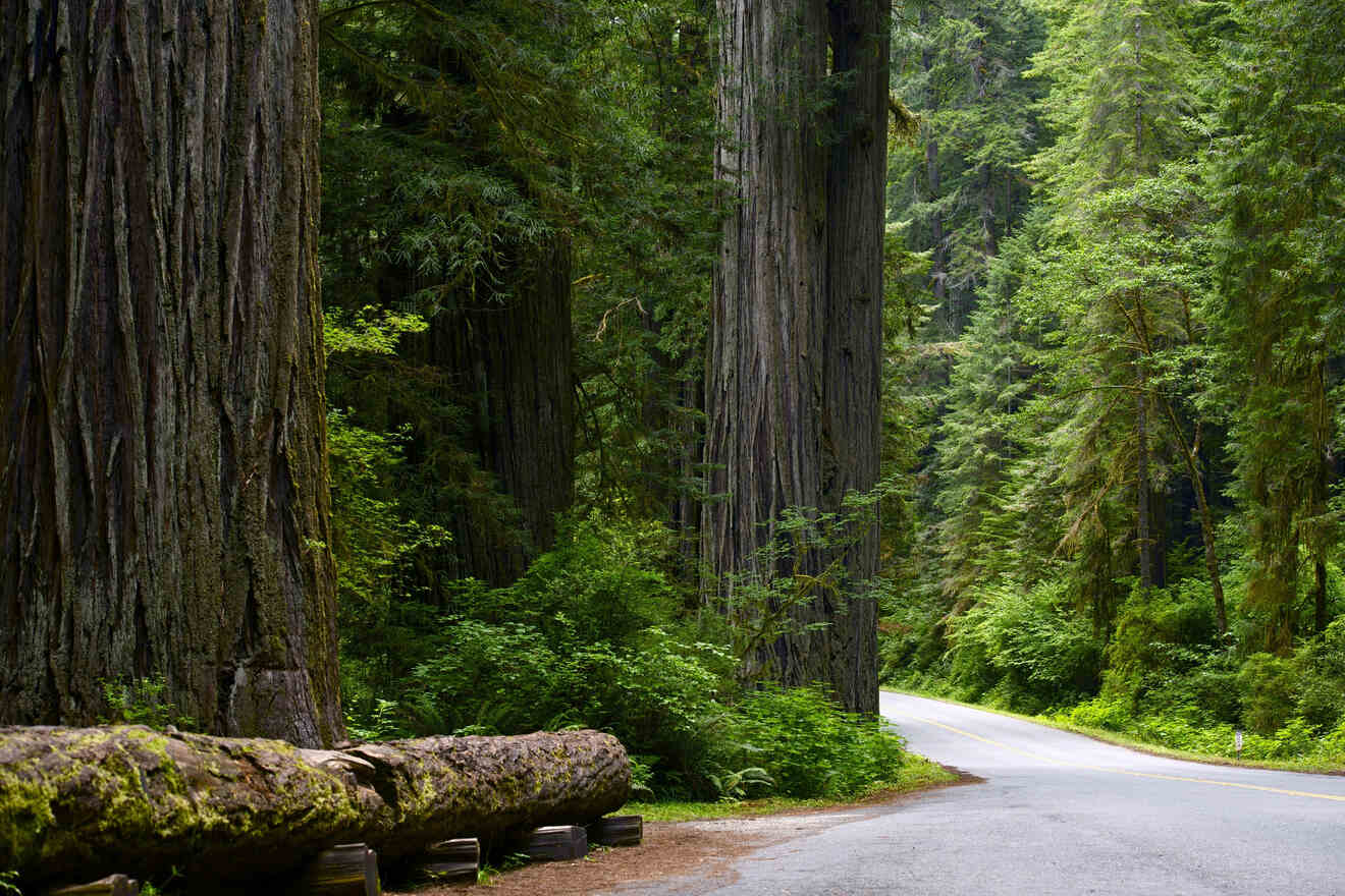 a path among tall redwood trees